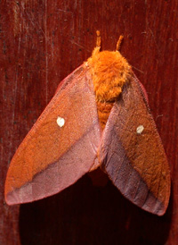 Pink-striped Oakworm Pink-striped Oakworm